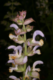 Salvia sclarea var. turkestanica RCP6-06 125.jpg